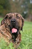 FILA BRASILEIRO 215